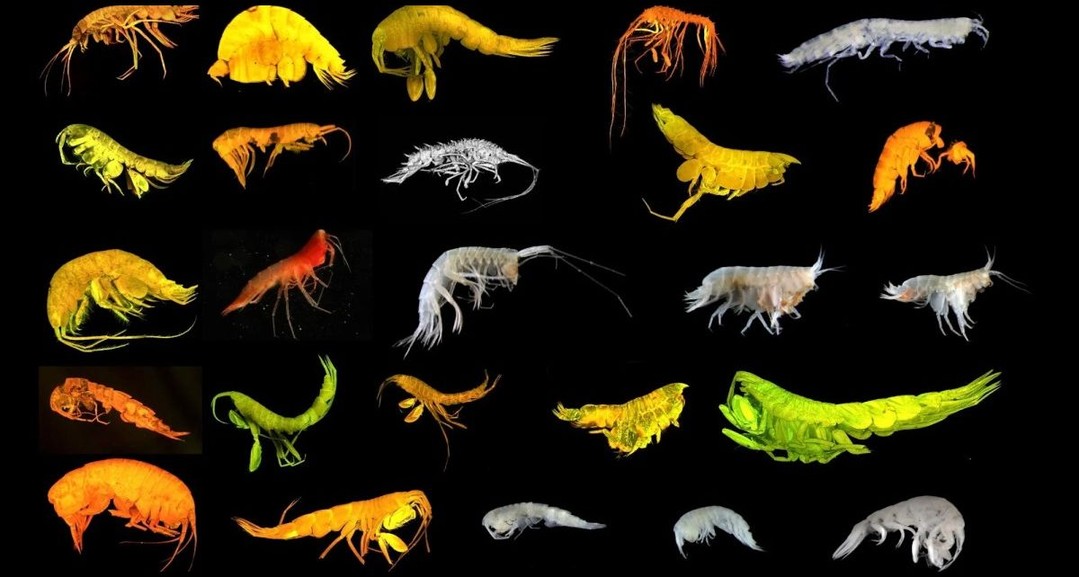 Scientists Just Discovered an Amazing New Superfamily of Creatures Deep in the…