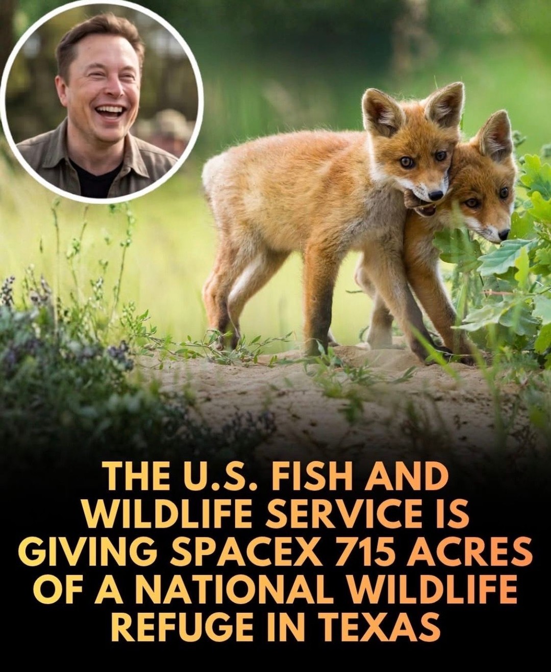 The U.S is giving 715 acres of a protected wildlife refuge to SpaceX. 

The…